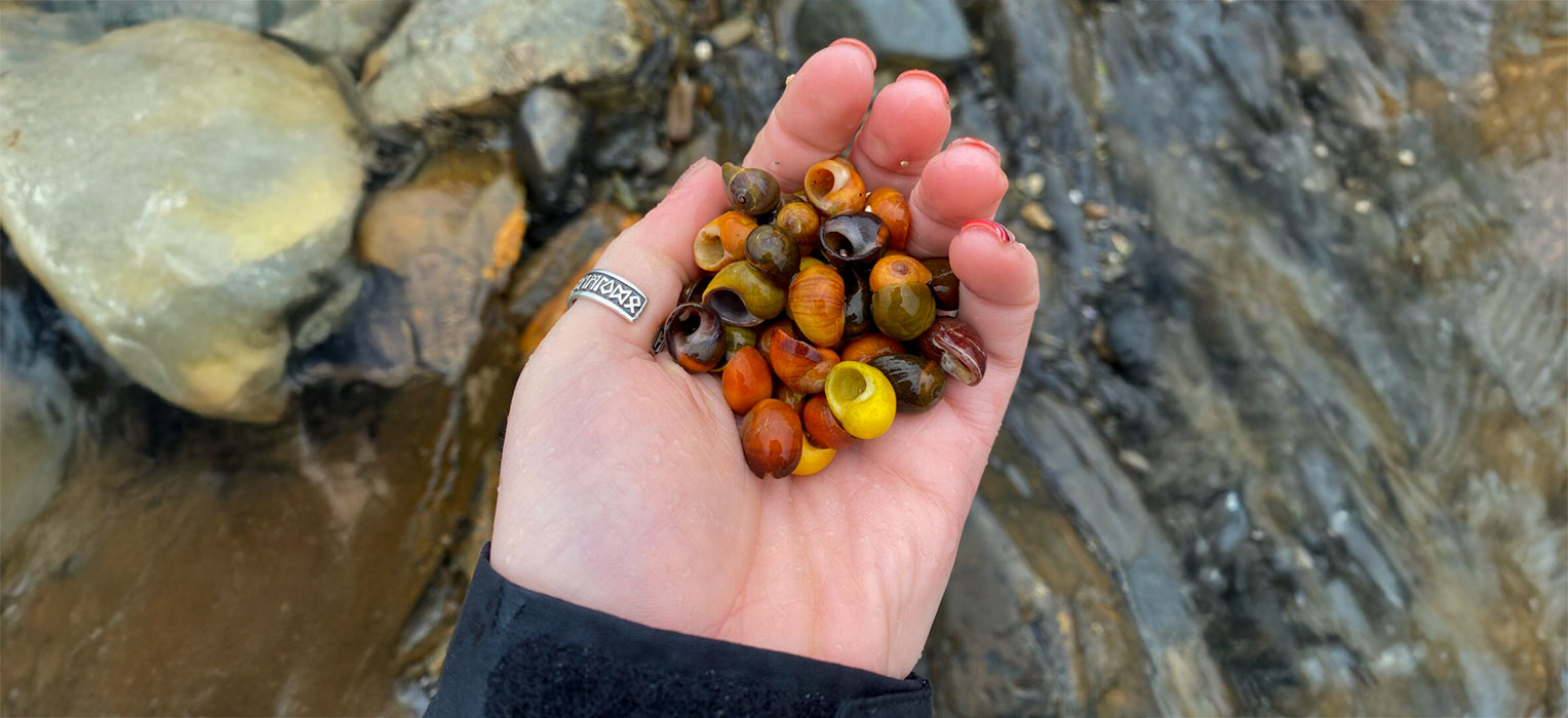 Pyster Shells Scotland Link: The archaeology of Scotland’s natural larder: shellfish - new ...