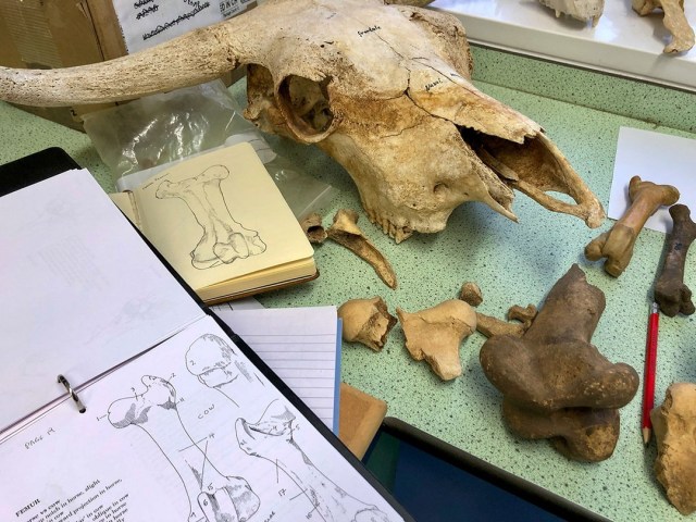 Our plans to establish a new environmental #archaeology laboratory in Kirkwall have been #approved by Orkney Islands Council.

https://archaeologyorkney.com/2025/12/12/oic-aeons/