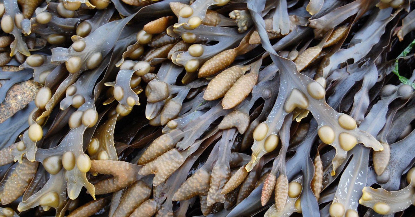 The third and final article in the Archaeology of Scotland's Natural Larder series is now available on the Dig It! website.

https://archaeologyorkney.com/2026/02/06/digit-seaweed/